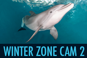 virtual tour, beach zoo, Clearwater Marine Aquarium