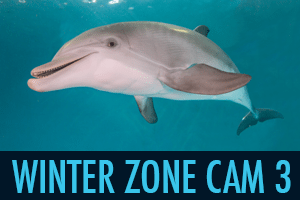 virtual tour, beach zoo, Clearwater Marine Aquarium