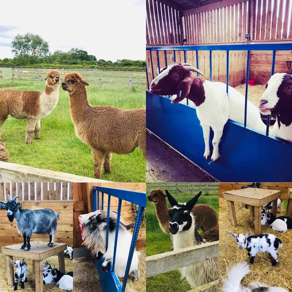 Alpaca and goats at Kid-friendly Beetle Bank Open Farm, York