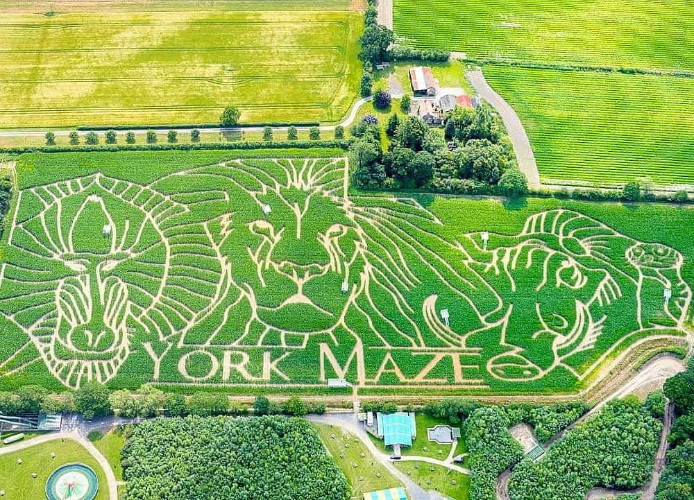 Jungle animals maze at York Maze