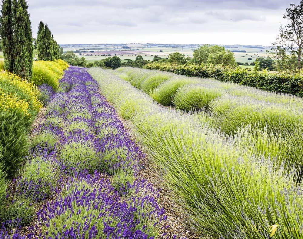 Yorkshire Lavender field