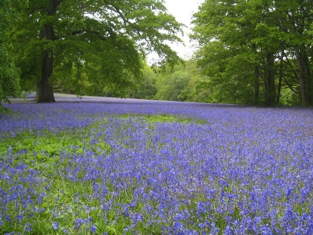 Bluebells at Parc Lye on the Enys Estate