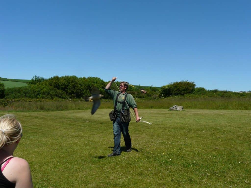 Flying the Peregrine Lanner Crossbreed, Cornish Birds of Prey Centre