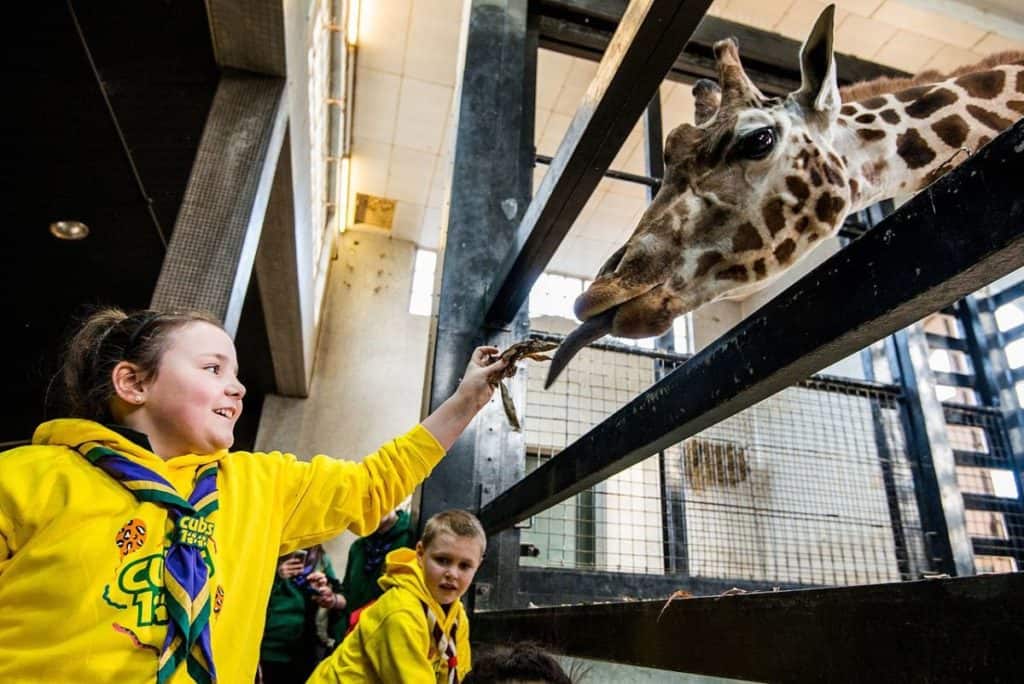 kids feeding a giraffe at zsl london zoo