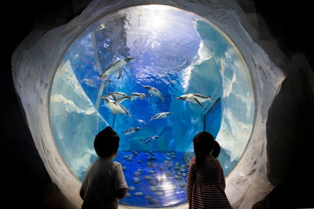 kids looking at penguins inside a viewing room at sea life london aquarium