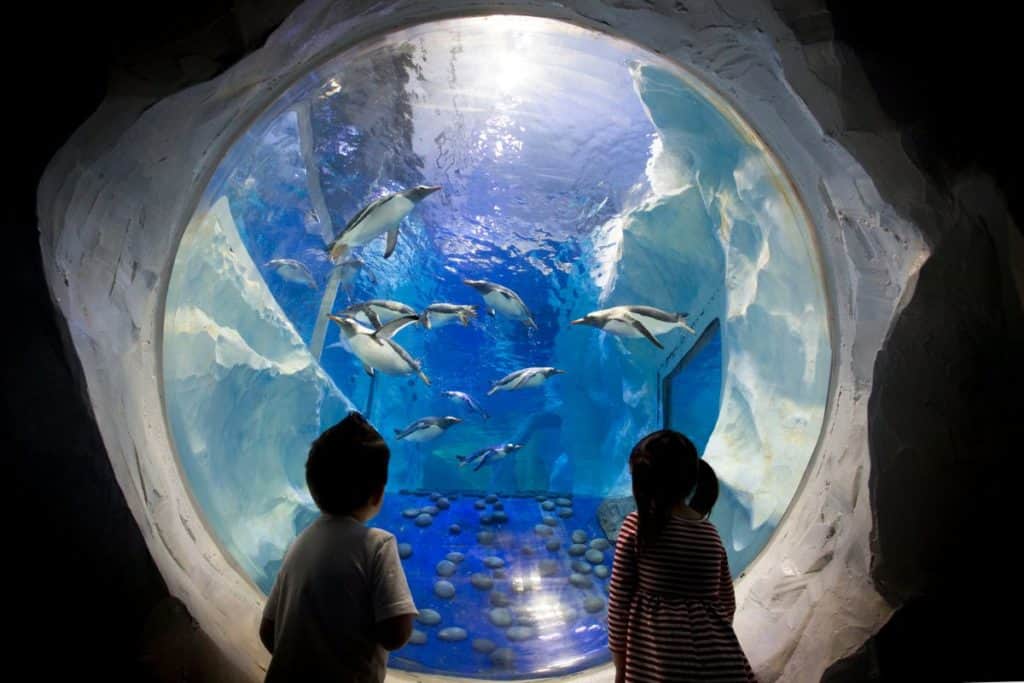 kids looking at penguins inside a viewing room at sea life london aquarium