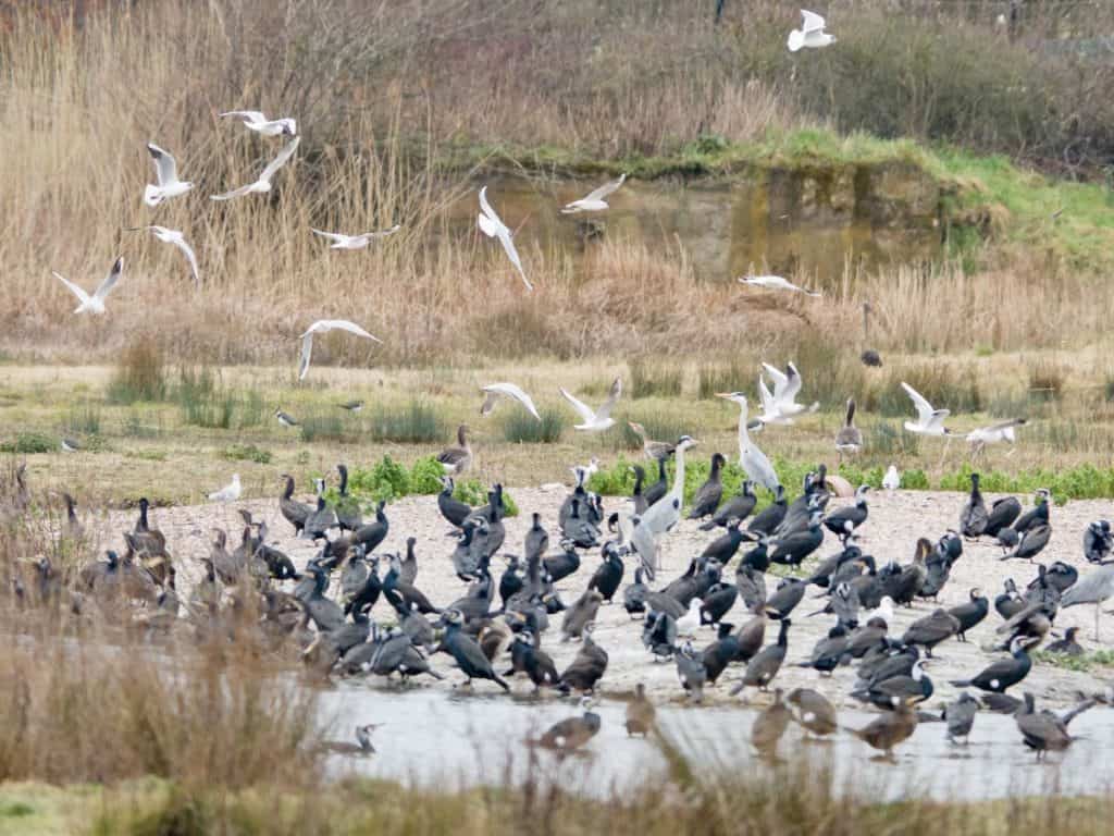 numerous flocks of different birds at family-frendly wwt london wetland centre