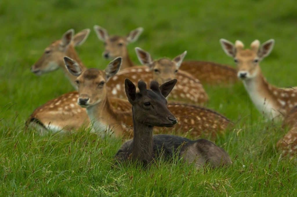 rare black deer sitting in lush greenery at family-friendly richmond park