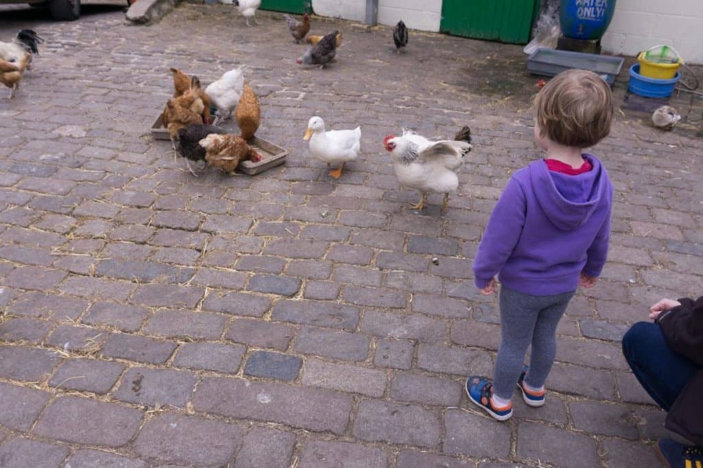 small child looking at chickens and a duck at hackney city farm