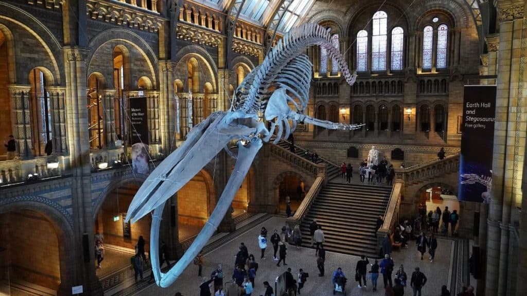 whale fossil on top of every kid's favorite museum, natural history museum in london