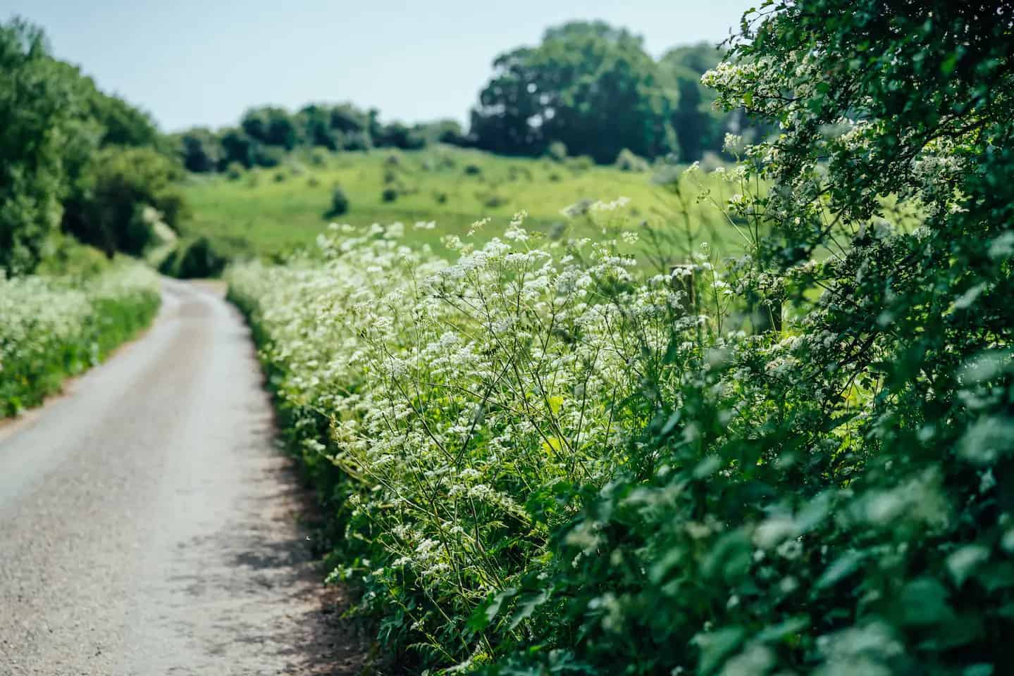 The Elham Treehouse (Kent) Updated 2022