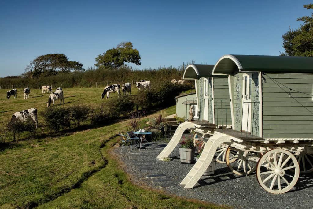 Fluffy white sheep or Cornish cows are sometimes your neighbours.