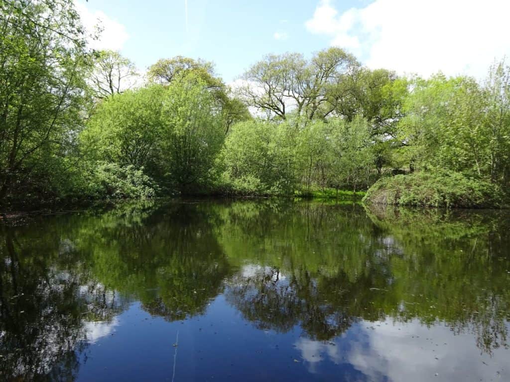 The lake has tadpoles in the spring, dragonflies in the summer and wildfowl all year round.