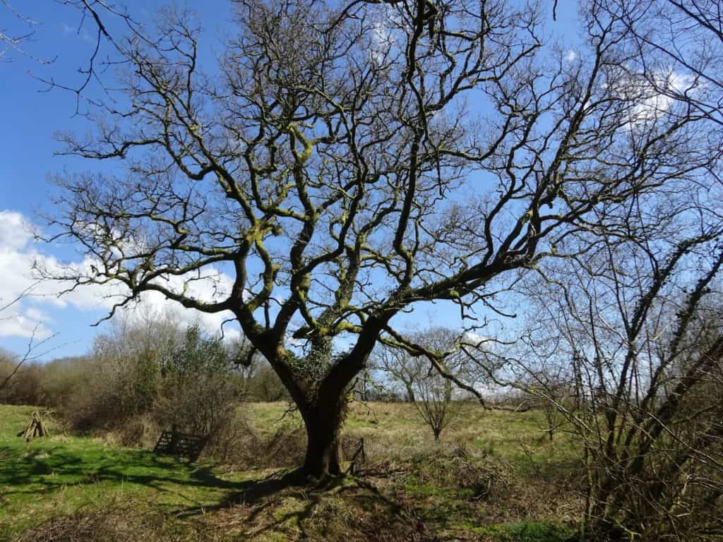 One of our many splendid oaks.