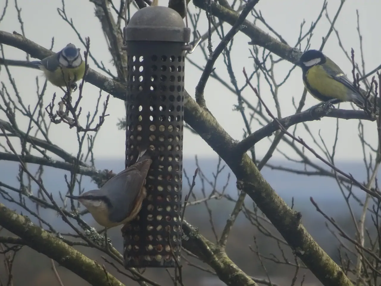 Some of our feathery neighbours.