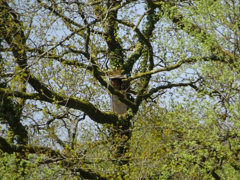 Zoom in to see our very own tawny owl!